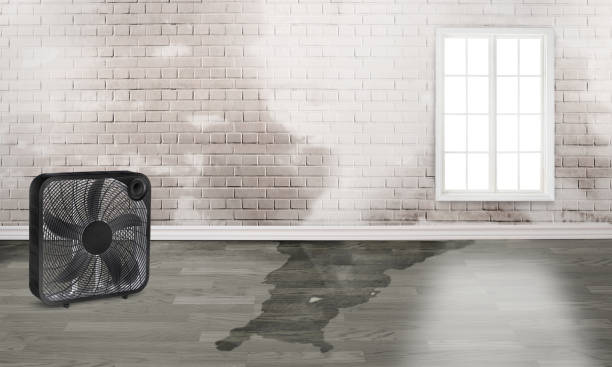 Best Water damage restoration near me  in Rainbow Lakes Estates, FL